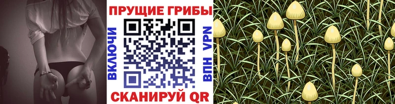 Псилоцибиновые грибы Psilocybine cubensis  Купить закладки  Вилюйск 